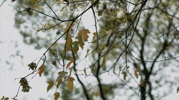 Golden foliage in autumn forest, bottom view. Video. Fall natural scenery, a tree branch with colorful leaves on bright sky and tree crown background. photo