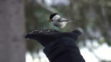 cerca arriba para paro es alimentado desde un mano en negro guante y moscas lejos en un invierno, Nevado bosque. linda pájaro come nuez desde un palma terminado difuminar arboles antecedentes. foto