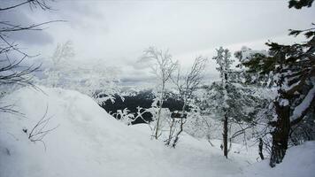 Winter landscape snow background with trees Harsh winter scenery with snow-covered trees nature branch. Video. Frozen forest and meadows in Carpathians panorama. Trees Covered by Snow photo