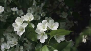 Close up for rabapple tree in full bloom in the city park. Stock footage. Beautiful white flowers of an apple tree swaying in the wind in spring time. photo