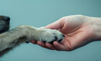 ai generado generativo ai, veterinario mano es participación perros garra. perros pata en humano mano. Doméstico mascota foto