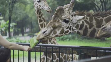 Children feed giraffes with leaves at zoo. Media. Beautiful cute giraffes eat vegetable food with hands of children visiting zoo photo