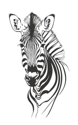 Zebra head isolated on white background. Hand drawn vector illustration.