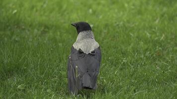 un cuervo sostiene su comida premio. retrato de un negro cuervo, cuervo o torre. negro selva cuervo en pie y comiendo un pedazo de un pan en el verde césped. foto