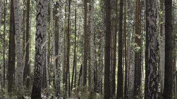 Forest trees. nature green wood. Nature park tree. Autumn in the forest photo