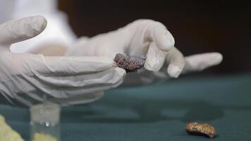 Scientist or archaeologist holding stones or minerals in hands. People with samples of archeology in the hands of photo