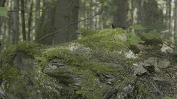musgo en tocón en el bosque. antiguo madera con musgo en el bosque. tocón verde musgo abeto pino conífero árbol bosque parque madera raíz ladrar foto