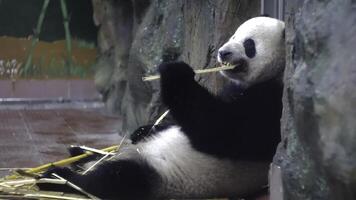 panda come bambú tallos a zoo. medios de comunicación. gordito panda se sienta perezosamente y con Placer comer bambú tallos son fuerte dientes en zoo. vegetal comida desde bambú tallos panda foto