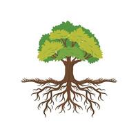 árbol con raíces vector ilustración