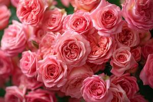 AI generated many pink roses near to one another photo