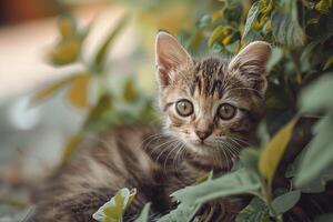 AI generated Cute kitten relaxing in the garden photo