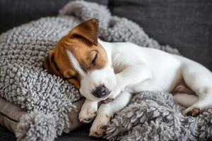 AI generated Cute jack russell dog terrier puppy sleeping on gray pillow photo