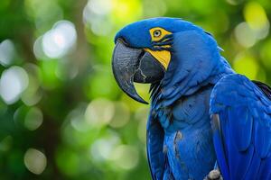 AI generated Adorable pose of vivid blue Hyacinth Macaw with blurry green forest photo