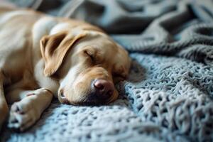 ai generado Labrador perdiguero dormido en el colchón foto