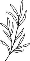 Leaf Line Art Branch vector