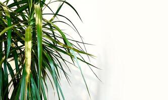 Leaves of Dracaena Marginata or Dragon Tree Plant - Houseplant. Home gardening minimalism concept background with empty area. photo