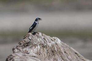 White winged Swallow, Tachycineta albiventer, Manu National Park, Peruvian Amazon, Peru photo