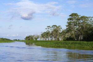 Flooded forest on the Itapicuru laguna, Para state, Brazil photo