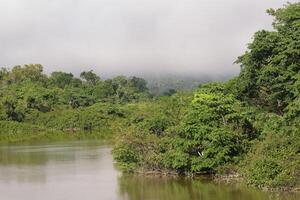 Mañana niebla en el amana río, un Amazonas afluente, amazonas estado, Brasil foto