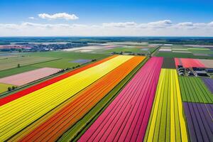 AI generated Aerial view of colorful tulip fields, The Netherlands, AI Generated photo