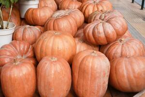 grande calabazas para rebaja a un local mercado foto