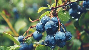 AI generated A bunch of blueberries with water droplets on them are hanging from a branch photo