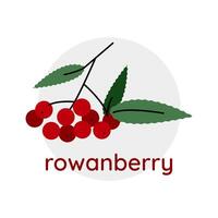 Red berries of rowan. Text Rowanberry. Gradient colors. Isolated illustration. Vector illustration