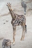 un jirafa en pie junto a cebra a un Español zoo. foto