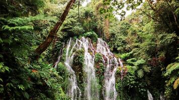 Tranquility in a Lush Rainforest Waterfall Serene waterfall in a lush green rainforest. photo