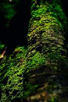 Beautiful green moss on the ground stone in forest, moss texture, moss abstract background. photo