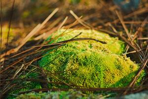 Beautiful green moss on the ground stone in forest, moss texture, moss abstract background. photo