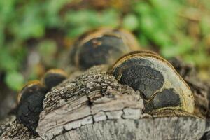 Mushrooms that grow on logs in rich forests. photo