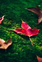 Maple flowers in the rainforest resting Moss on stones. in the autumn. photo