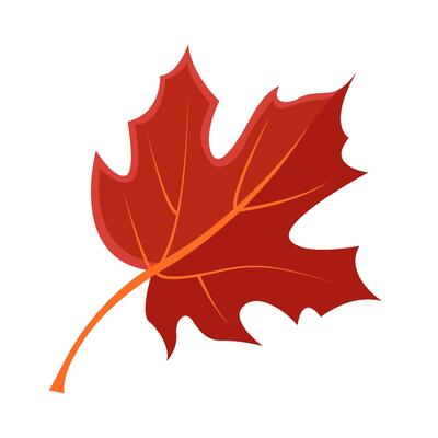 maple leaf autumn illustration