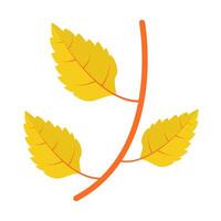 maple leaf autumn illustration vector