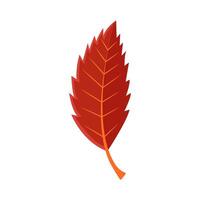 maple leaf autumn illustration vector