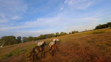 kudde van paarden rennen aan de overkant een veld- Bij zonsondergang. dar fpv video. video