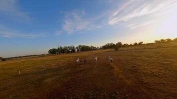 rebanho do cavalos corrida através uma campo às pôr do sol. zangão fpv vídeo. video