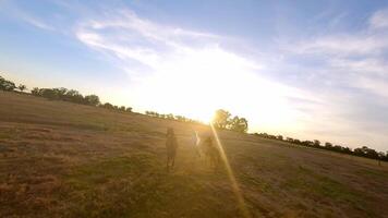 manada de caballos corriendo a través de un campo video