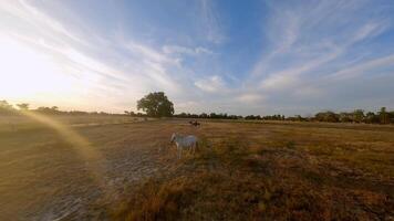 kudde van paarden rennen aan de overkant een veld- video