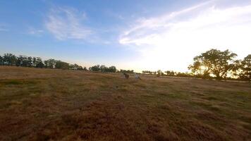 kudde van paarden rennen aan de overkant een veld- video