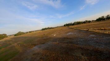 mandria di cavalli in esecuzione attraverso un' campo a tramonto. fuco fpv video. video