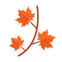 maple leaf autumn illustration vector