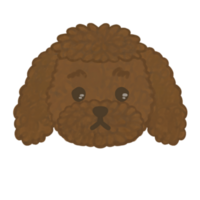 en brun pudel hund huvud png ClipArt