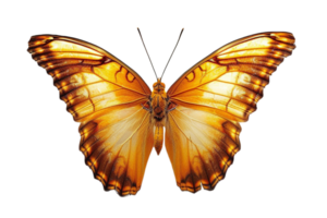 AI generated butterfly isolated on png background