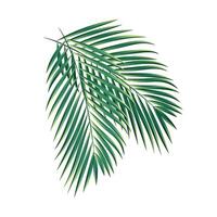 Vector palm tree branches collection isolated white background