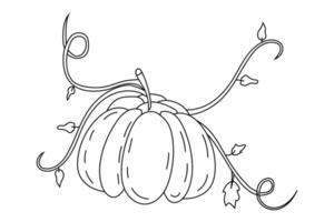 Vector vegetable pumpkin with stems and leaves.