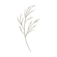 Vector hand drawn pampas illustration on white