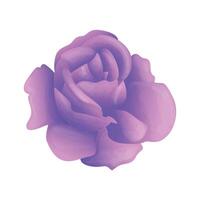 Vector beautiful purple rose blossom vector illustration