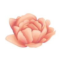 Vector floral element on white background